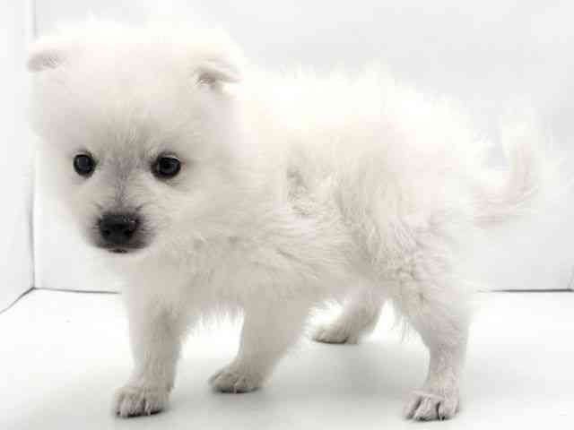 兵庫県の日本スピッツ (ひごペットフレンドリークラウンパーク伊丹店/2025年10月15日生まれ/男の子/ホワイト)の子犬の3枚目の画像