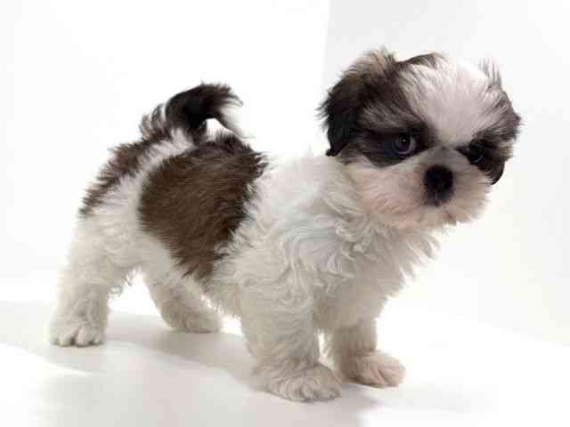 兵庫県のシーズー (ひごペットフレンドリーイトーヨーカドー明石店/2025年10月17日生まれ/男の子/ホワイトゴールド)の子犬の3枚目の画像