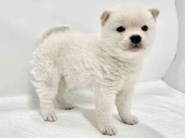 高知県の柴犬(標準サイズ) (ひごペットフレンドリーイオンモール高知店/2025年10月18日生まれ/男の子/白)の子犬の3枚目の画像