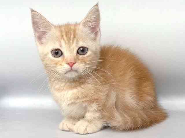 大阪府のマンチカン (ひごペットフレンドリー岸和田店/2025年10月18日生まれ/男の子/クリームタビー)の子猫の3枚目の画像