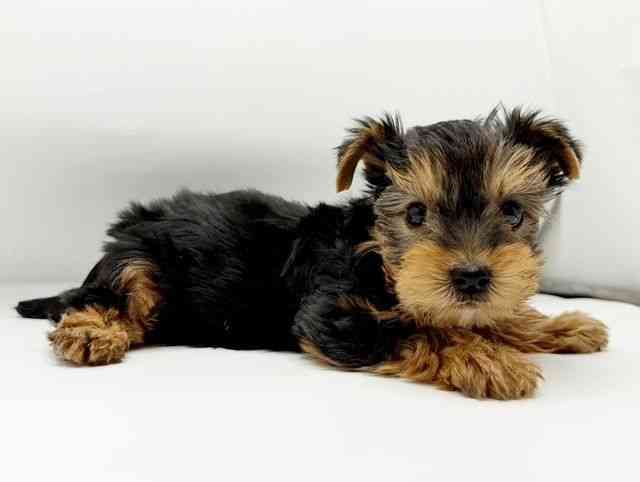 兵庫県のヨークシャーテリア (ひごペットフレンドリーコロワ甲子園店/2025年10月17日生まれ/男の子/スチールブルータン)の子犬の3枚目の画像