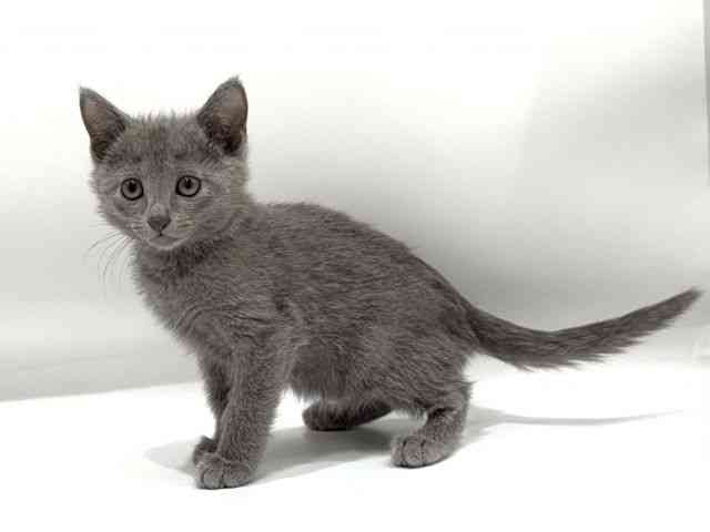 愛知県のロシアンブルー (ひごペットフレンドリーヴィアモール アピタ江南西店/2025年10月10日生まれ/女の子/ブルー)の子猫の3枚目の画像