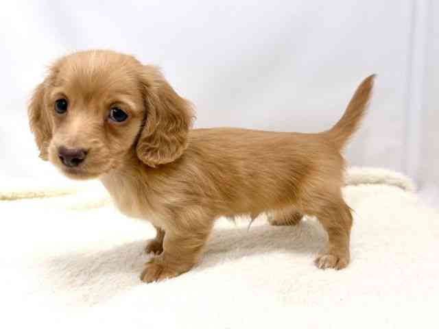 広島県のミニチュアダックスフンド(ロング) (ひごペットフレンドリーゆめタウン廿日市店/2025年10月18日生まれ/男の子/ゴールド)の子犬の3枚目の画像