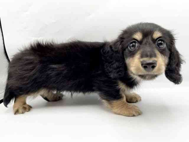 奈良県のミニチュアダックスフンド(ロング) (ひごペットフレンドリートナリエ大和高田店/2025年10月18日生まれ/男の子/ブラックイエロー)の子犬の3枚目の画像