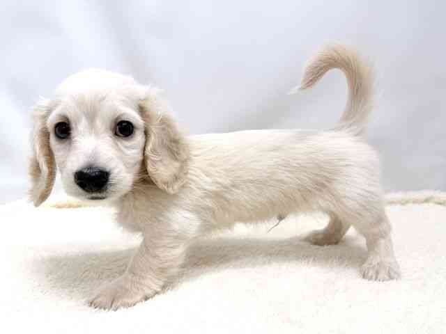 広島県のミニチュアダックスフンド(ロング) (ひごペットフレンドリーゆめタウン廿日市店/2025年10月16日生まれ/男の子/イエロー)の子犬の3枚目の画像