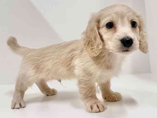 奈良県のミニチュアダックスフンド(ロング) (ひごペットフレンドリーイオンモール橿原ウエスト・ビレッジ店/2025年10月16日生まれ/男の子/イエロー)の子犬の3枚目の画像