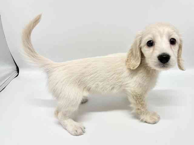 大阪府のミニチュアダックスフンド(ロング) (ひごペットフレンドリーイオンタウン豊中庄内店/2025年10月16日生まれ/女の子/イエロー)の子犬の3枚目の画像