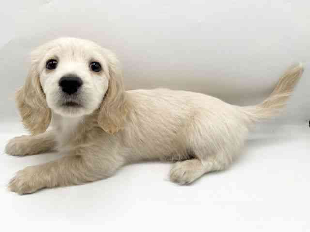 奈良県のミニチュアダックスフンド(ロング) (ひごペットフレンドリートナリエ大和高田店/2025年10月18日生まれ/女の子/イエロー)の子犬の3枚目の画像