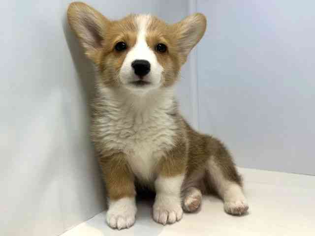 大阪府のウェルシュコーギーペンブローク (ひごペットフレンドリーセブンパーク天美店/2025年10月13日生まれ/男の子/レッドホワイト)の子犬の3枚目の画像