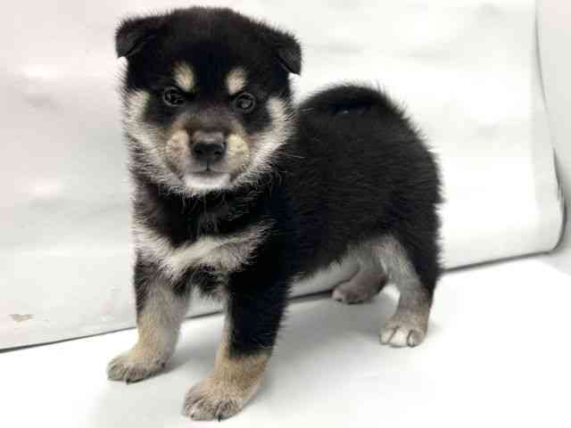 京都府の柴犬(標準サイズ) (ひごペットフレンドリー京都店/2025年10月18日生まれ/男の子/黒)の子犬の3枚目の画像