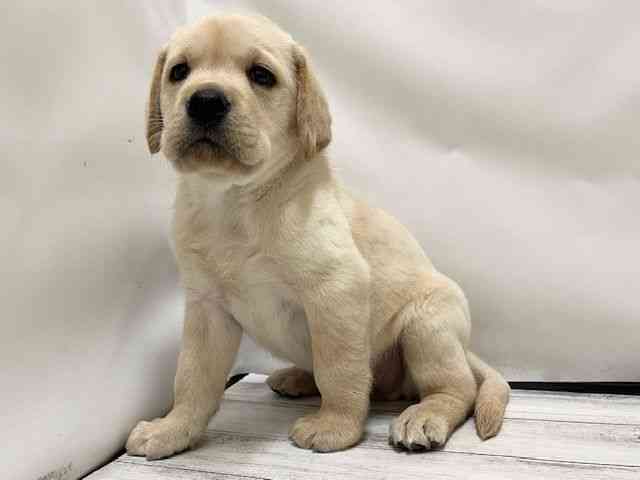 和歌山県のラブラドールレトリーバー (ひごペットフレンドリーパームシティ和歌山店/2025年10月17日生まれ/男の子/イエロー)の子犬の3枚目の画像