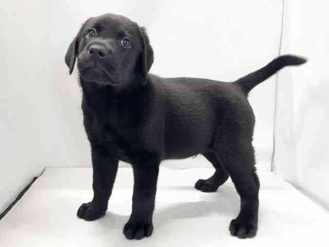 愛媛県のラブラドールレトリーバー (ひごペットフレンドリーイオンモール今治新都市店/2025年10月15日生まれ/男の子/ブラック)の子犬の3枚目の画像
