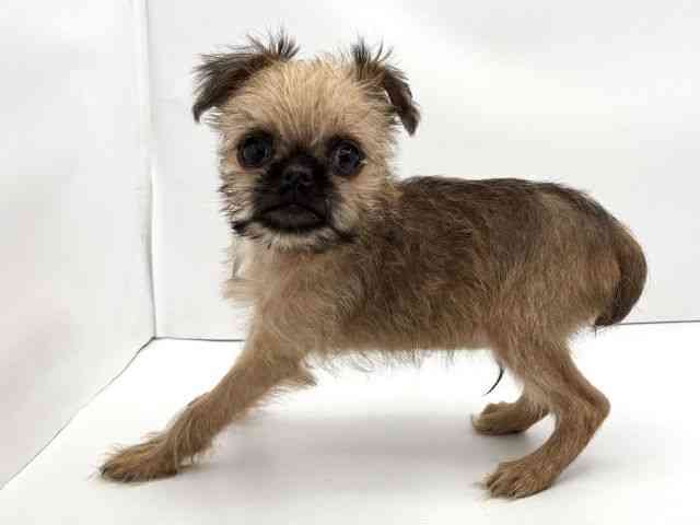 兵庫県のブリュッセルグリフォン (ひごペットフレンドリークラウンパーク伊丹店/2025年10月18日生まれ/男の子/レッド)の子犬の3枚目の画像