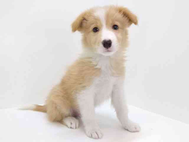 大阪府のボーダーコリー (ひごペットフレンドリーいこらもーる泉佐野店/2025年10月17日生まれ/男の子/レッドホワイト)の子犬の3枚目の画像