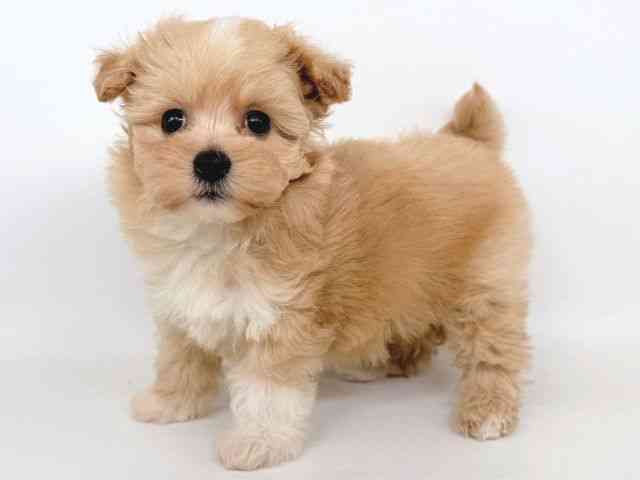 大阪府のマルプー(マルチーズ×プードル) (ひごペットフレンドリー瓜破店/2025年10月17日生まれ/女の子/アプリコット)の子犬の3枚目の画像