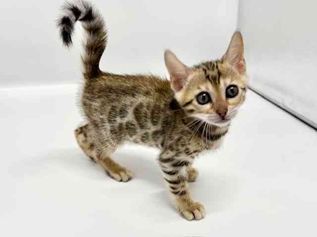 大阪府のベンガル (ひごペットフレンドリーイオンタウン豊中庄内店/2025年10月15日生まれ/女の子/ブラウンスポットタビー)の子猫の3枚目の画像