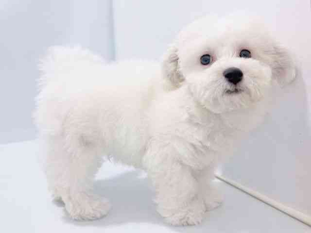 大阪府のビションフリーゼ (ひごペットフレンドリーイズミヤショッピングセンター千里丘店/2025年10月17日生まれ/男の子/ホワイト)の子犬の3枚目の画像