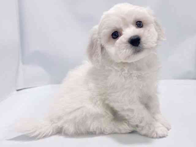 大阪府のビションフリーゼ (ひごペットフレンドリーイズミヤショッピングセンター千里丘店/2025年10月17日生まれ/男の子/ホワイト)の子犬の3枚目の画像