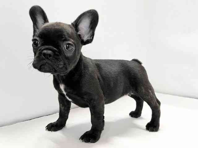 愛媛県のフレンチブルドッグ (ひごペットフレンドリーイオンモール今治新都市店/2025年10月15日生まれ/女の子/ブリンドル)の子犬の3枚目の画像
