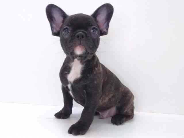 大阪府のフレンチブルドッグ (ひごペットフレンドリーいこらもーる泉佐野店/2025年10月15日生まれ/男の子/ブリンドル)の子犬の3枚目の画像