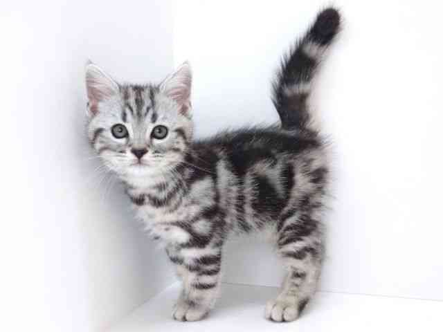 大阪府のアメリカンショートヘアー (ひごペットフレンドリーいこらもーる泉佐野店/2025年10月14日生まれ/男の子/シルバータビー)の子猫の3枚目の画像