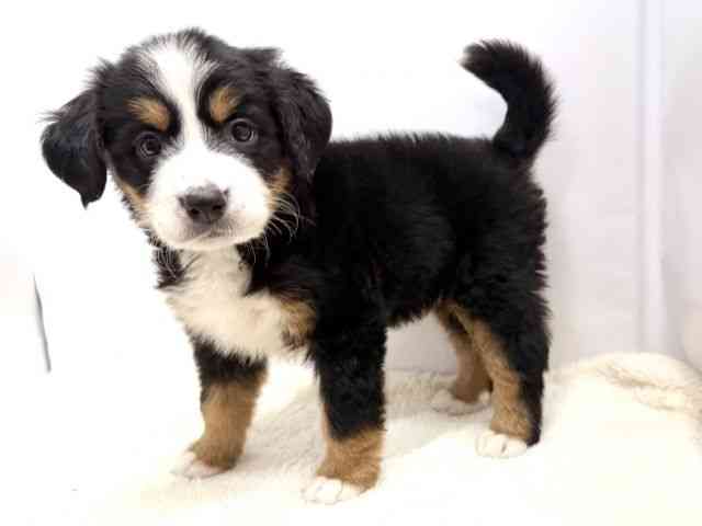 広島県のバーニーズマウンテンドッグ (ひごペットフレンドリーゆめタウン廿日市店/2025年10月17日生まれ/女の子/ブラックラストホワイト)の子犬の3枚目の画像