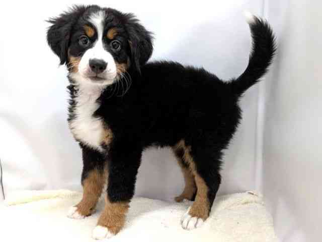 広島県のバーニーズマウンテンドッグ (ひごペットフレンドリーゆめタウン廿日市店/2025年10月17日生まれ/女の子/ブラックラストホワイト)の子犬の3枚目の画像