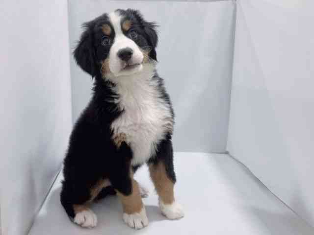 大阪府のバーニーズマウンテンドッグ (ひごペットフレンドリーららぽーとEXPOCITY店/2025年10月17日生まれ/男の子/ブラックラストホワイト)の子犬の3枚目の画像