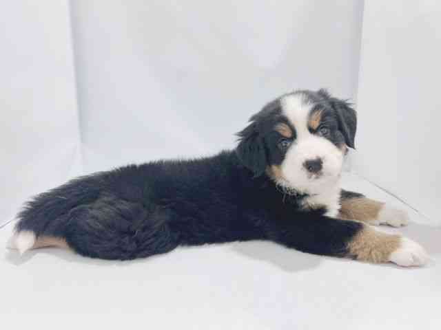 大阪府のバーニーズマウンテンドッグ (ひごペットフレンドリーイズミヤショッピングセンター千里丘店/2025年10月17日生まれ/男の子/ブラックラストホワイト)の子犬の3枚目の画像