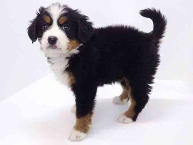 大阪府のバーニーズマウンテンドッグ (ひごペットフレンドリーいこらもーる泉佐野店/2025年10月17日生まれ/女の子/ブラックラストホワイト)の子犬の3枚目の画像