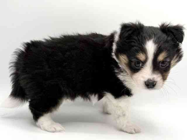 大阪府のハーフ犬・ミックス犬 (ひごペットフレンドリーみのおキューズモール店/2025年10月18日生まれ/女の子/トライカラー)の子犬の3枚目の画像