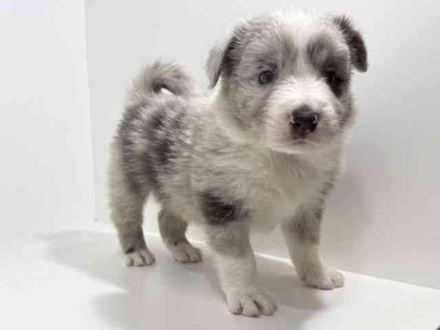 兵庫県のボーダーコリー (ひごペットフレンドリーイトーヨーカドー明石店/2025年10月18日生まれ/男の子/ブルーマール)の子犬の3枚目の画像