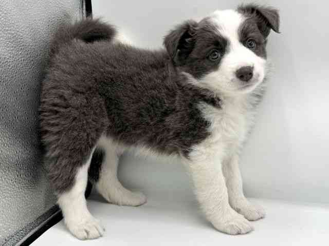 大阪府のボーダーコリー (ひごペットフレンドリーららぽーとEXPOCITY店/2025年10月18日生まれ/女の子/ブルーホワイト)の子犬の3枚目の画像