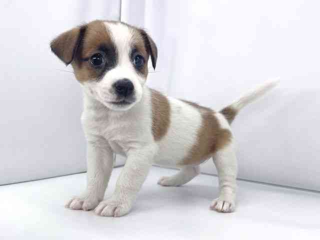 兵庫県のジャックラッセルテリア (ひごペットフレンドリーイオンタウン加古川店/2025年10月16日生まれ/女の子/ホワイトタン)の子犬の3枚目の画像