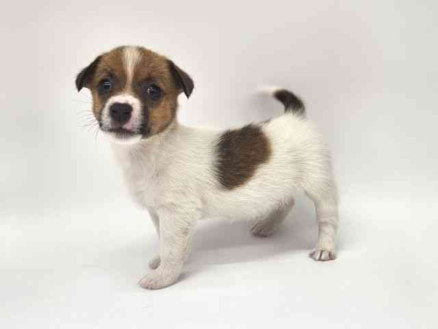 大阪府のジャックラッセルテリア (ひごペットフレンドリー泉ヶ丘店/2025年10月16日生まれ/女の子/ホワイトタン)の子犬の3枚目の画像