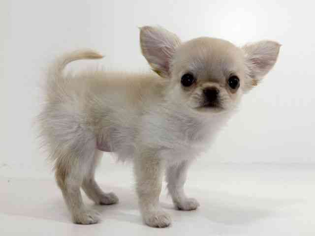 兵庫県のチワワ(ロング) (ひごペットフレンドリーイトーヨーカドー明石店/2025年10月12日生まれ/女の子/クリームゴールド)の子犬の3枚目の画像