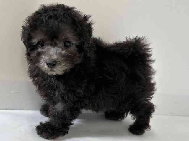 大阪府のトイプードル(トイ) (ひごペットフレンドリーアクロスプラザ住之江店/2025年10月17日生まれ/男の子/シルバー)の子犬の3枚目の画像