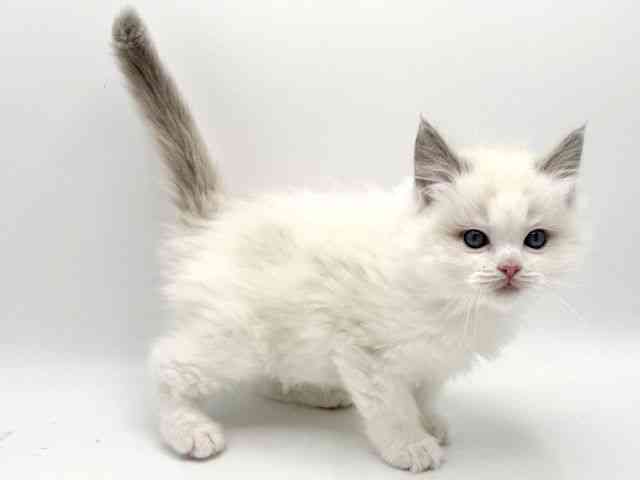 大阪府のラグドール (ひごペットフレンドリーみのおキューズモール店/2025年10月19日生まれ/男の子/ブルーポイントバイカラー)の子猫の3枚目の画像