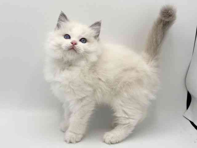 大阪府のラグドール (ひごペットフレンドリーみのおキューズモール店/2025年10月19日生まれ/男の子/ブルーポイントバイカラー)の子猫の3枚目の画像