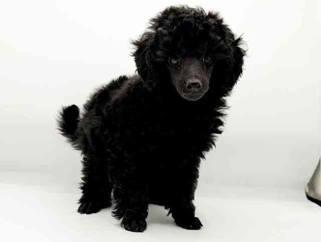 兵庫県のトイプードル(トイ) (ひごペットフレンドリーコロワ甲子園店/2025年10月19日生まれ/女の子/ブラック)の子犬の3枚目の画像