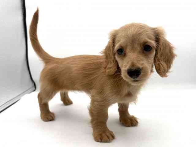 大阪府のミニチュアダックスフンド(ロング) (ひごペットフレンドリーイオンそよら海老江店/2025年10月15日生まれ/女の子/ゴールド)の子犬の3枚目の画像