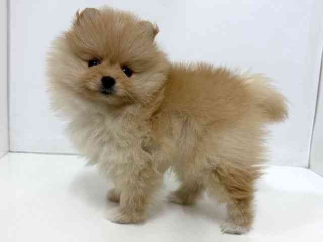 大阪府のポメラニアン (ひごペットフレンドリーベルファⅡ都島店/2025年10月18日生まれ/女の子/クリーム)の子犬の3枚目の画像