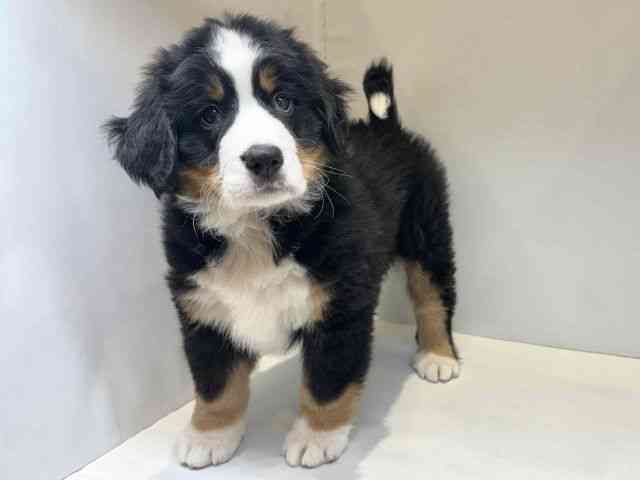 大阪府のバーニーズマウンテンドッグ (ひごペットフレンドリーセブンパーク天美店/2025年10月18日生まれ/男の子/ブラックラストホワイト)の子犬の3枚目の画像