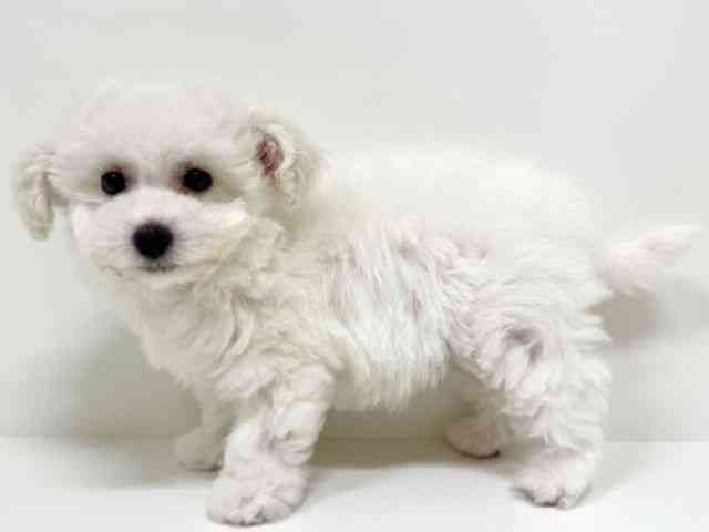 福岡県のビションフリーゼ (ひごペットフレンドリーリバーウォーク北九州店/2025年10月14日生まれ/女の子/ホワイト)の子犬の3枚目の画像