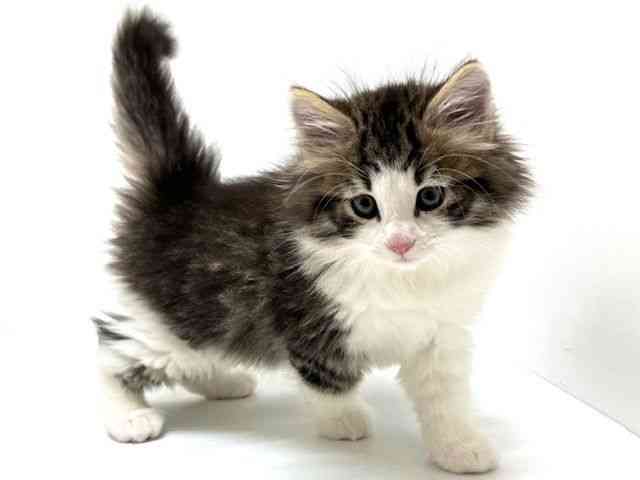 大阪府のノルウェージャンフォレストキャット (ひごペットフレンドリーアクロスプラザ住之江店/2025年10月19日生まれ/男の子/ブラウンタビーホワイト)の子猫の3枚目の画像