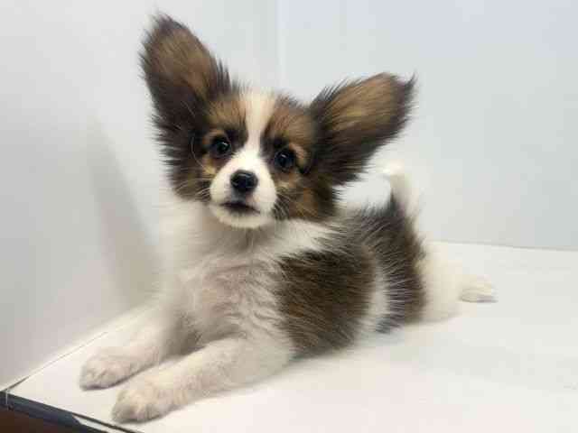大阪府のパピヨン (ひごペットフレンドリーセブンパーク天美店/2025年10月17日生まれ/男の子/ホワイトブラウン)の子犬の3枚目の画像