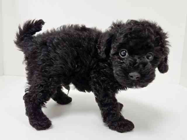 愛知県のトイプードル(トイ) (ひごペットフレンドリーイトーヨーカドー知多店/2025年10月18日生まれ/男の子/ブラック)の子犬の3枚目の画像