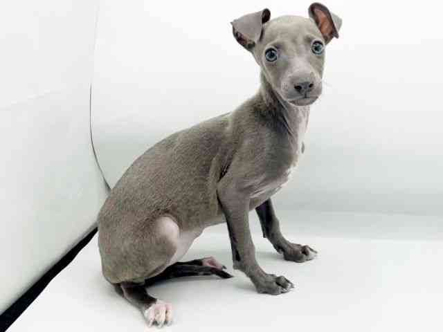 兵庫県のイタリアングレーハウンド (ひごペットフレンドリーコロワ甲子園店/2025年10月16日生まれ/女の子/ブルー)の子犬の3枚目の画像