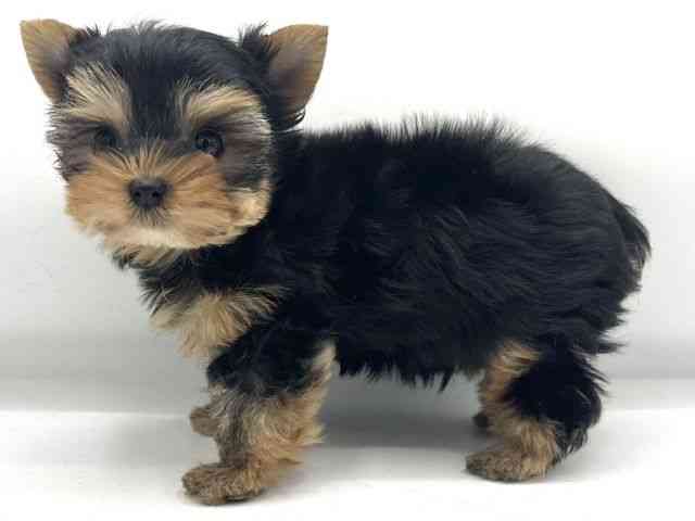 大阪府のヨークシャーテリア (ひごペットフレンドリーららぽーとEXPOCITY店/2025年10月16日生まれ/男の子/スチールブルータン)の子犬の3枚目の画像