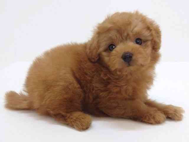 大阪府のポメプー(ポメラニアン×プードル) (ひごペットフレンドリーいこらもーる泉佐野店/2025年10月19日生まれ/男の子/レッド)の子犬の3枚目の画像